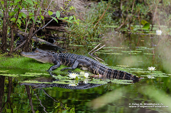 Alligator and Water Lilies