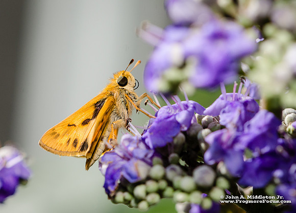 Fiery Skipper on Vitex