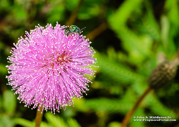 Sweat Bee on Mimosa