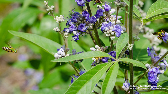 Halictids on Vitex