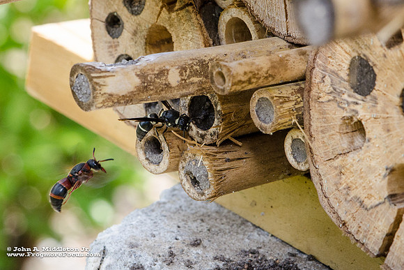 Pollinator Nest is Popular