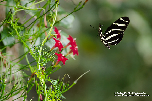 Zebra Long-Wing in Flight