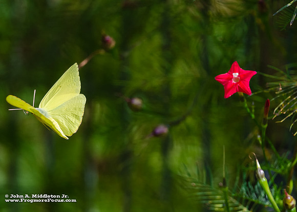 Cloudless Sulphur and Cypress Vine