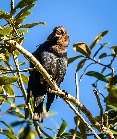 Brown-headed Cowbird (male)