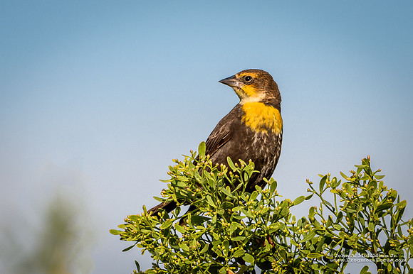 Yellow-headed Blackbird (female)