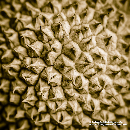 Puffball Detail Duotone