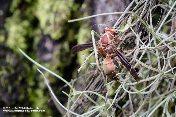 Cordyceps Victim