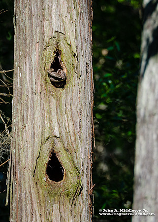 Eastern Rat Snake (gray) In Cavity