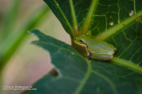 Squirrel Tree Frog on Okra