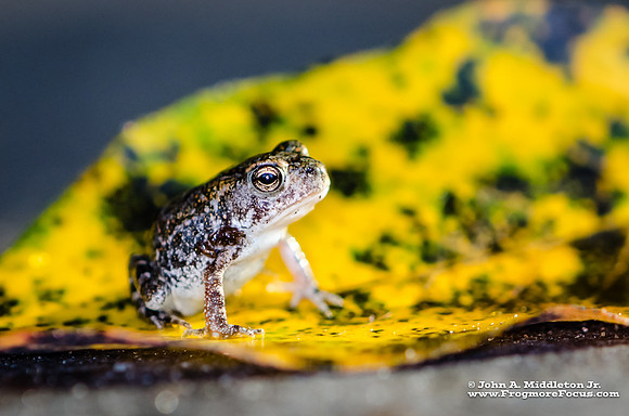 Baby Southern Toad