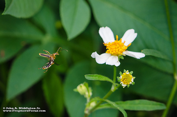 Marginated Leatherwing Soldier Beetle in Flight