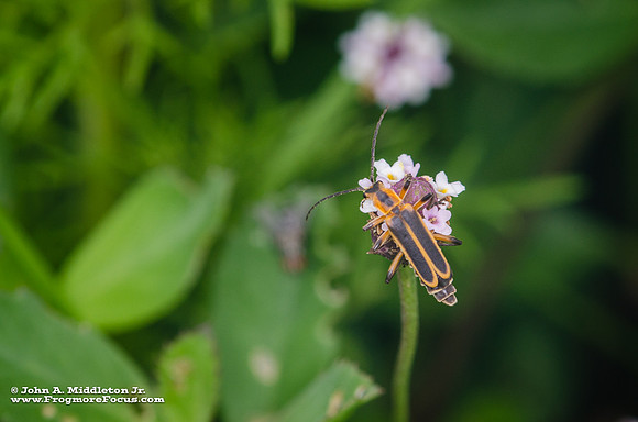 Marginated Leatherwing on Fogfruit