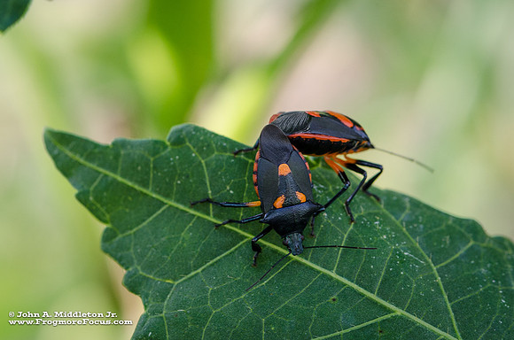Florida Predatory Stink Bugs Mating