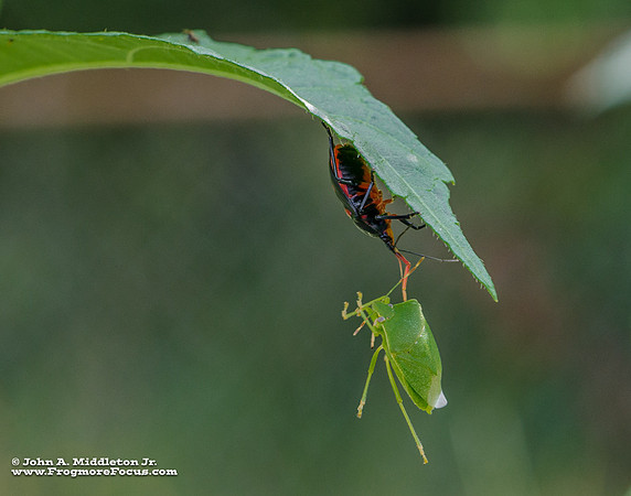 Florida Predatory Stink Bug With Prey