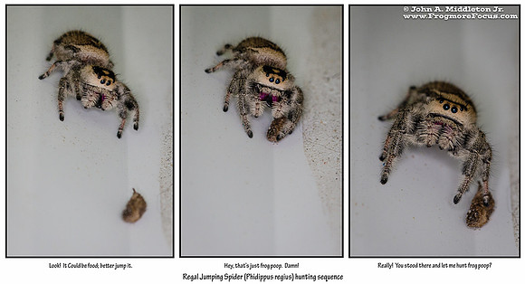 Regal Jumping Spider Hunting Sequence