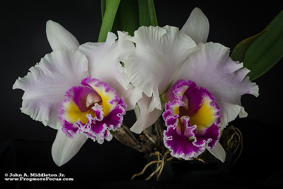 BLC Joe Walker "Ray Mishima"