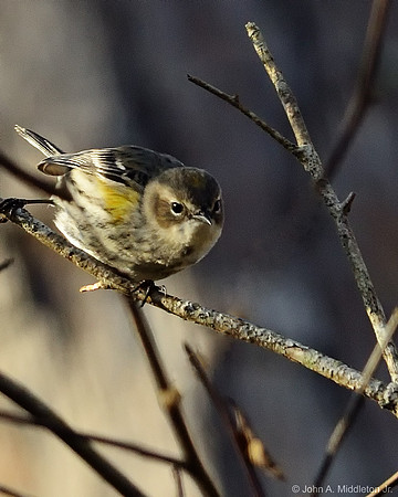 Yellow Rumped Warbler (Winter)