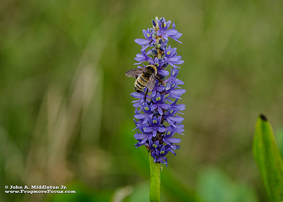 Pickerel Weed and Bumblebee