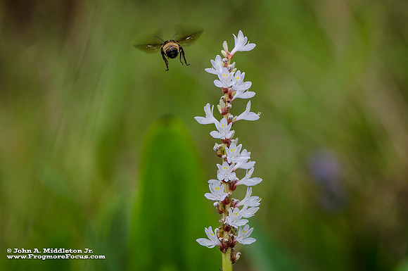 Bumblebee and White Flowered Pontedaria