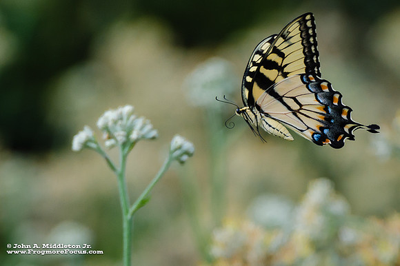Easter Tiger Swallowtail in Flight
