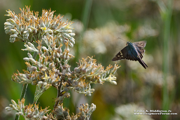 Long Tailed Skipper