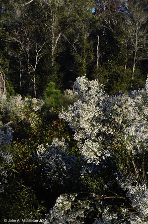 Salt Myrtle