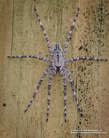 White Banded Fishing Spider