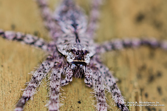 White Banded Fishing Spider