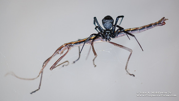 Southern Black Widow & Prey