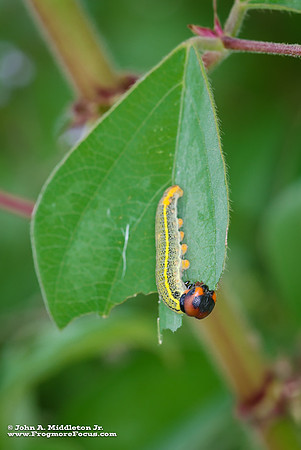 Long Tailed Skipper Caterpillar