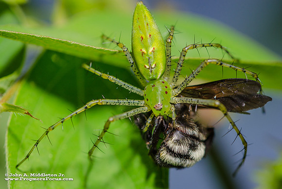 Green Lynx Spider with Prey