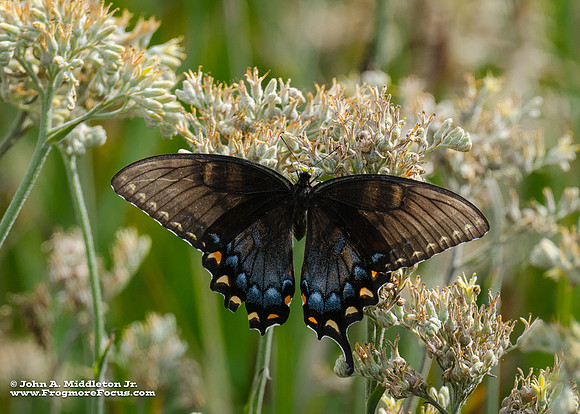 Eastern Tiger Swallowtail (Dark Form)