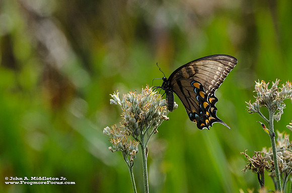 Eastern Tiger Swallowtail (Black Morph)