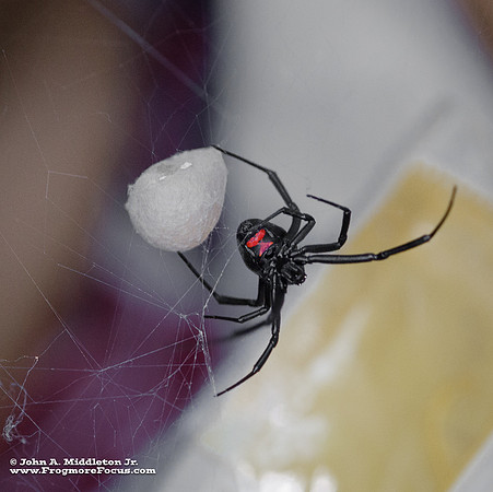 Southern Black Widow & Egg Sac