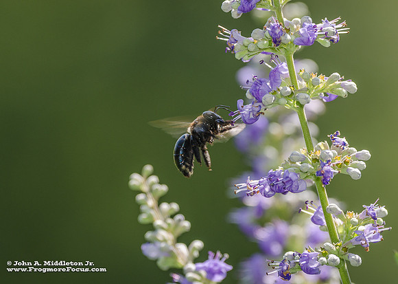 Carpenter Bee & Vitex