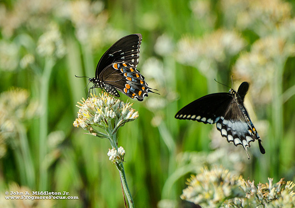 Spicebush Swallowtails