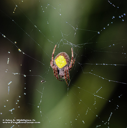 Tropical Orb Weaver