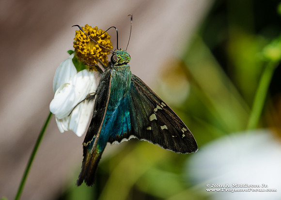 Long Tailed Skipper Nectaring