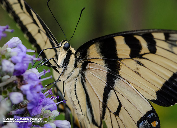 Eastern Tiger Swallowtail Nectaring