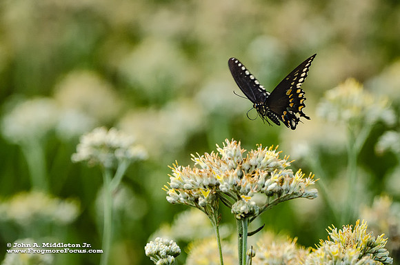 Spicebush Swallowtail