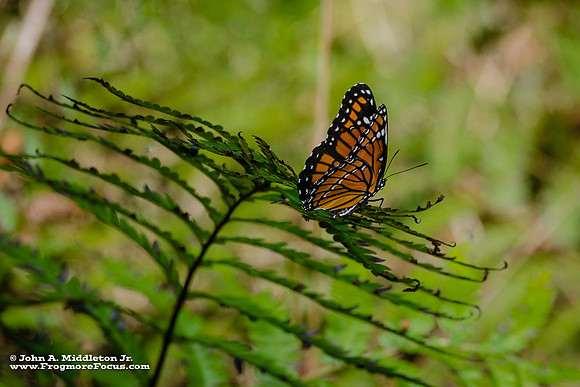 Viceroy in the Shade