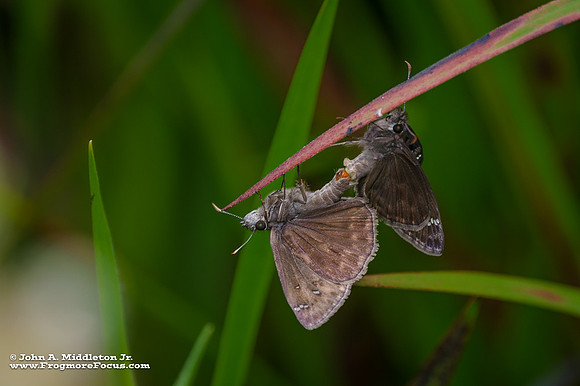 Horace's Duskywings Mating