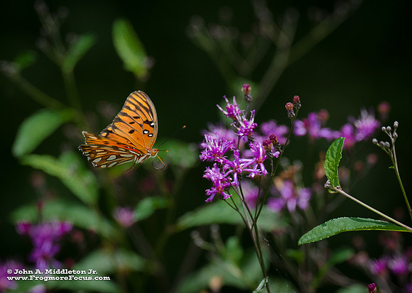 Gulf Fritillary on Giant Ironweed