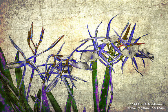 Brassavola Little Stars