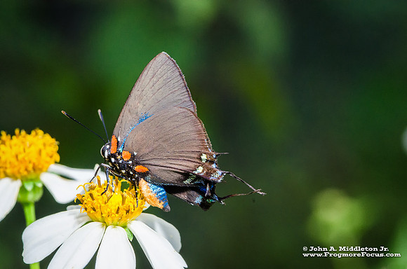 Great Purple Hairstreak