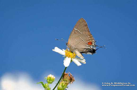 White M Hairstreak