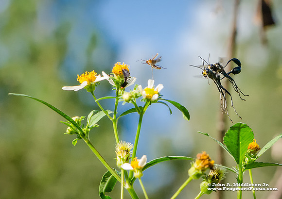 Mated Pair of Thread Waisted Wasp
