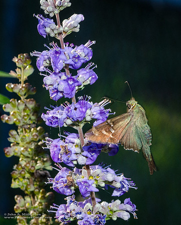 Long Tailed Skipper & Vitex