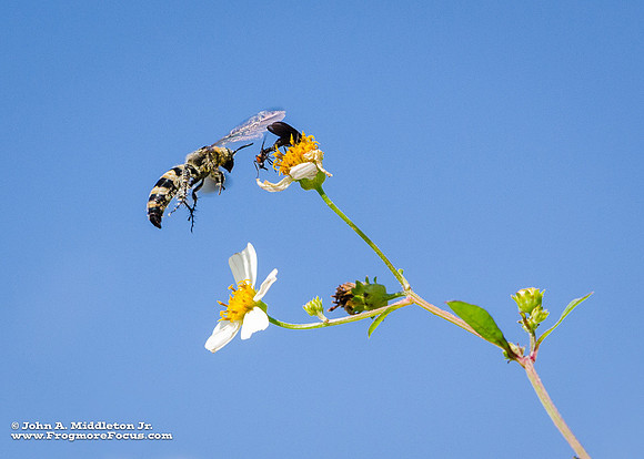 Scoliid Wasp In Flight