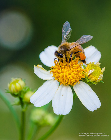 Honeybee and Spanish Needle